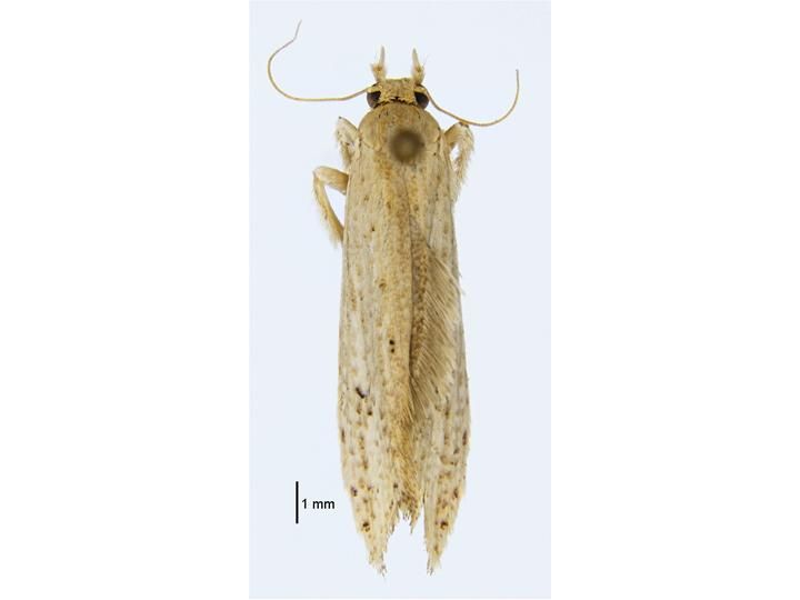 File:Trachycentra chlorogramma.jpg