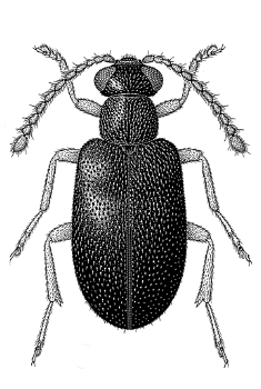 File:XylophilusSp.png