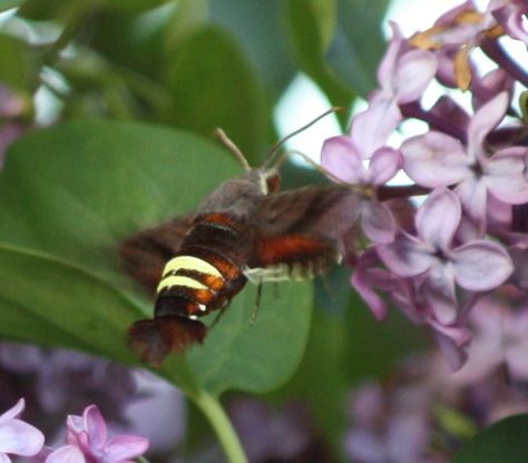 File:AmphionFloridensisFlyingSide2010.jpg