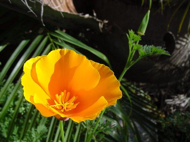 File:California Poppy Eschscholzia californica 02.jpg