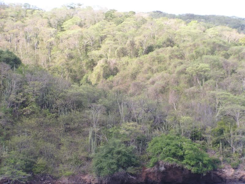 File:Chacachacare dry forest 3.JPG