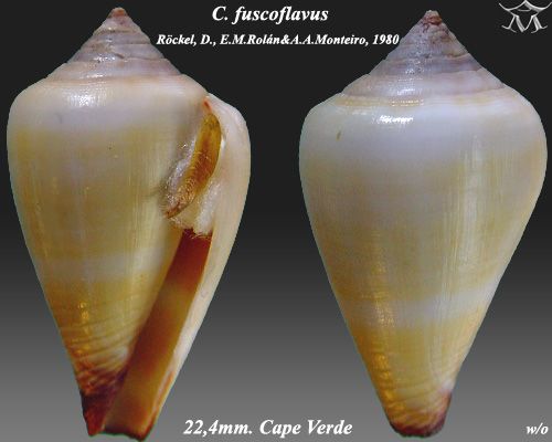 File:Conus fuscoflavus 2.jpg