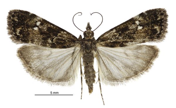 File:Eudonia dinodes female.jpg