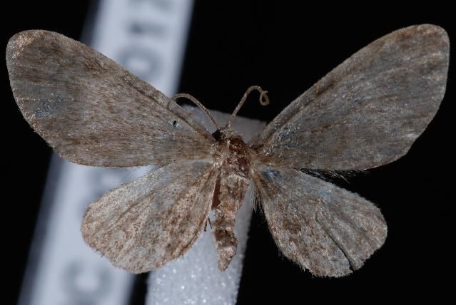 File:Eupithecia bryanti.JPG