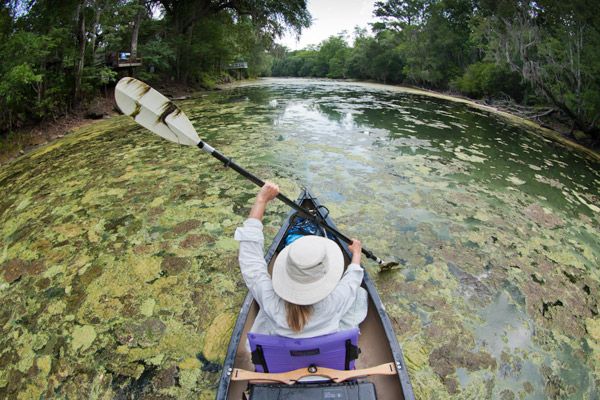 File:Florida Algae Bloom 01.jpg