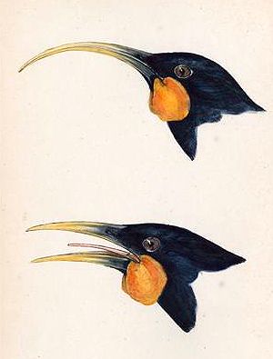 File:Huia-heads.jpg