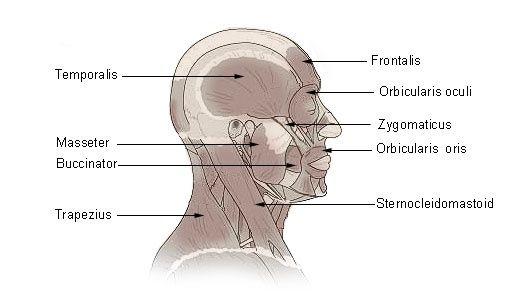 File:Illu head neck muscle.jpg