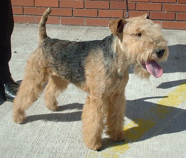 File:Lakeland Terrier.jpg