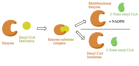 File:MFE or Isomerase.png