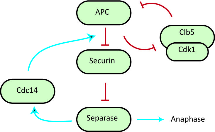 File:Morgansystem.jpg