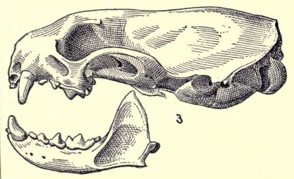 File:Mustelanovoboracensisskull.png