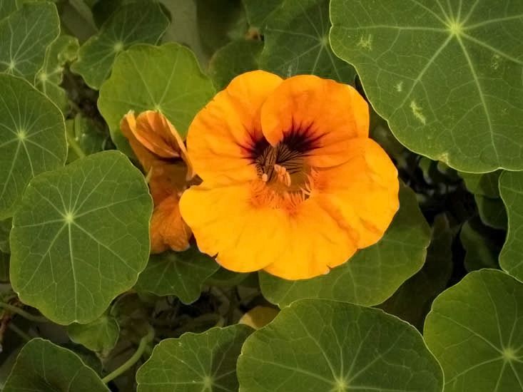 File:Nasturtium-Tropaeolum.jpg