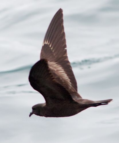 File:Oceanodroma markhami by Roar Johansen.jpg