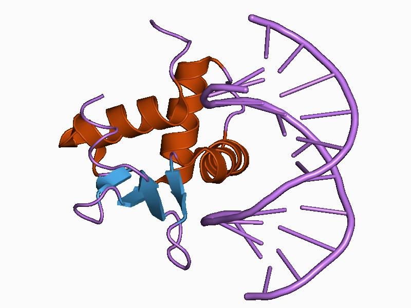 File:PDB 1bc7 EBI.jpg