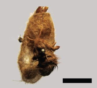 File:Paracles deserticola female.jpg