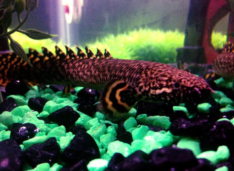 File:Polypterus ornatipinnis 2.png