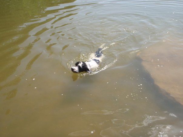 File:Portuguese Water Dog Swimming.jpg