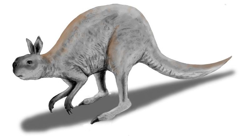 File:Procoptodon BW.jpg