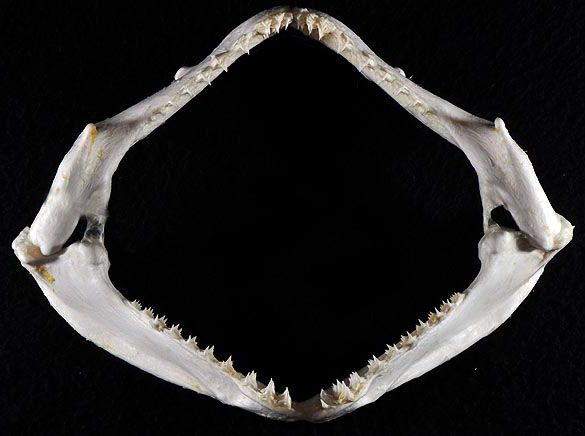 File:Squatina dumeril jaws2.jpg