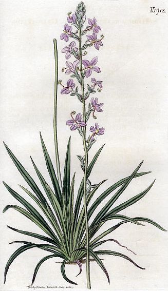 File:Stylidium graminifolium.jpg