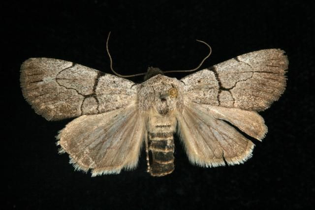 File:Sympistis greyi 02.jpg