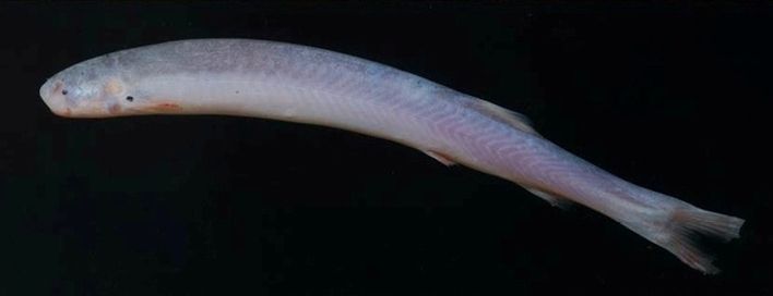 File:The carrion-eating candiru Pareiodon microps.jpg