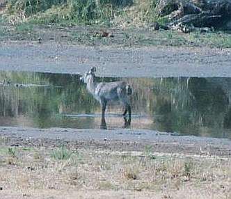 File:Waterbok.jpg