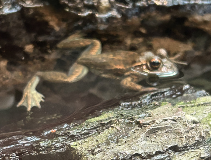 File:"Litoria" castanea swimming.png