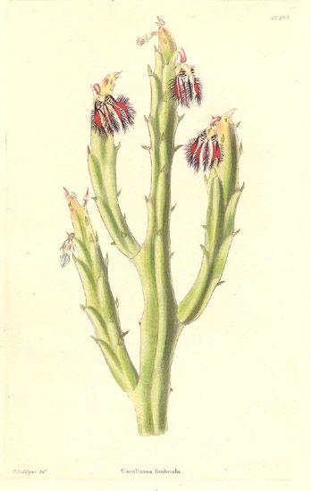 File:18464.Asclepiadaceae - Caralluma fimbriata.jpg