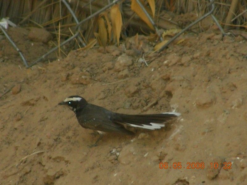 File:AB014 Whitebrowed Fantail Flycatcher.jpg