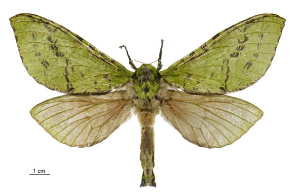 File:Aenetus virescens female LCR.jpg