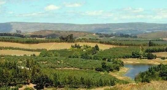 File:Apple farming in Elgin - South Africa.jpg