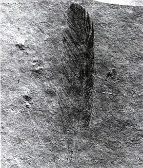 File:Archaeopteryx lithographica.jpg