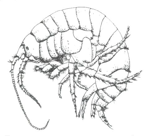 File:Austrogammarus australis.JPG