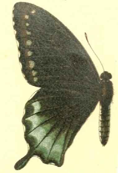 File:Battus devilliersii.JPG