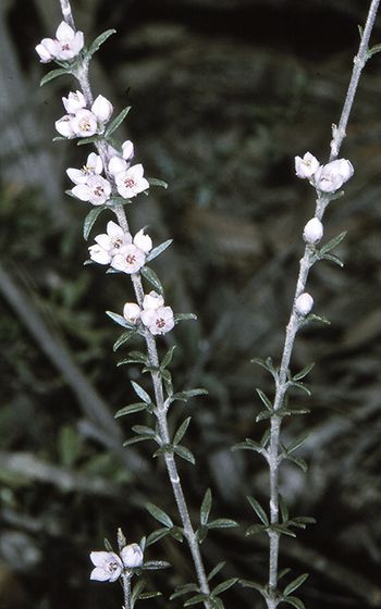 File:Boronia rigens.jpg