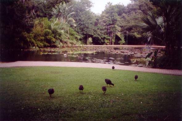 File:Brisbane-Botanic-Gardens2.jpg