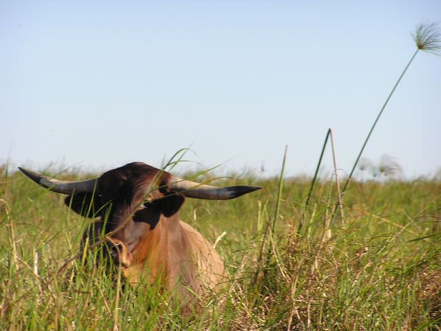 File:Buffalo in the delta.jpg