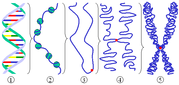 File:Chromatin chromosome.png