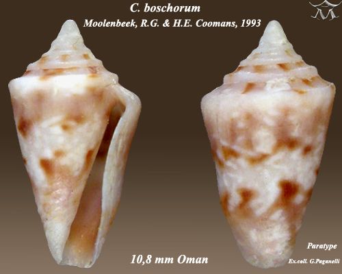 File:Conus boschorum 1.jpg