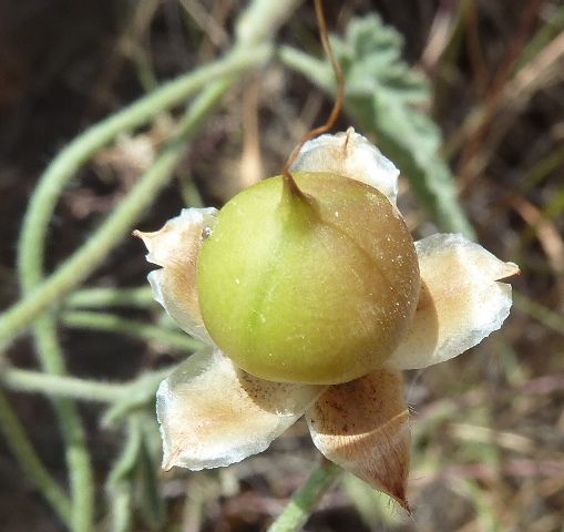 File:Convolvulus althaeoides 1-fruto.jpg