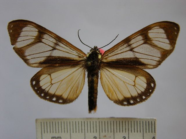 File:Dysschema thyridinum.jpg