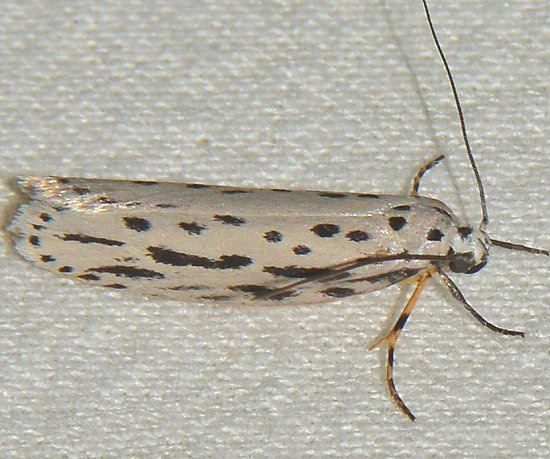 File:Ethmia zelleriella - Zeller's Ethmia Moth (15872162998).jpg