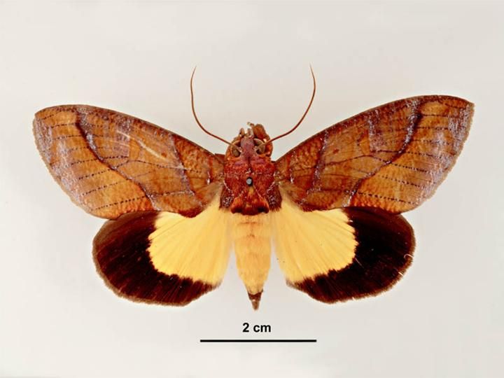 File:Eudocima iridescens male dorsal.jpg