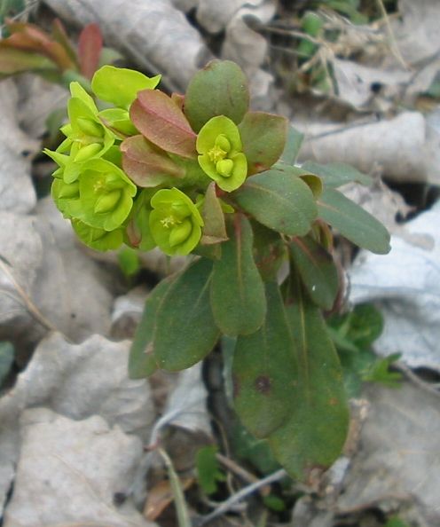 File:Euphorbia amygdaloides 2 bgiu.jpg