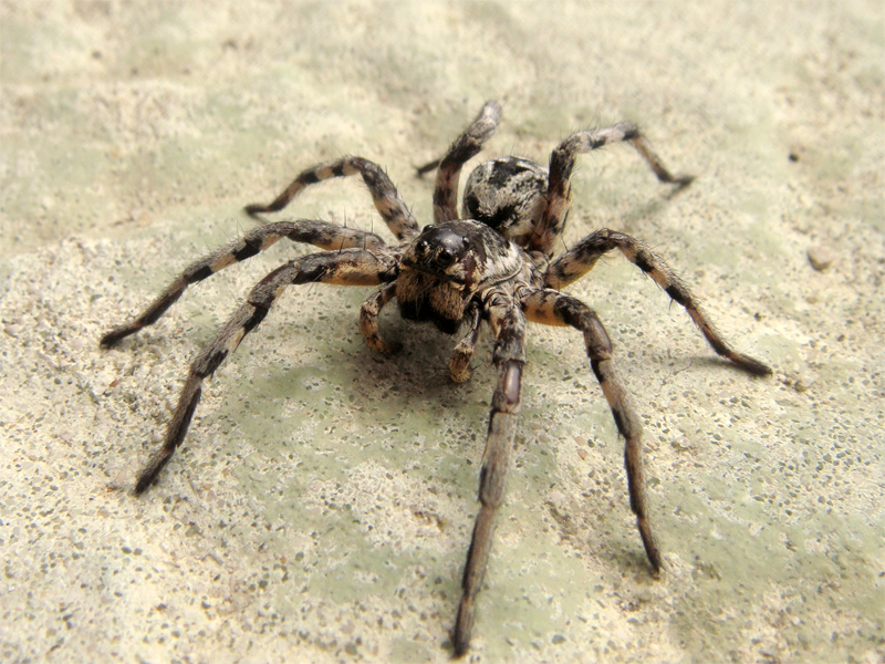 File:Lycosa tarantula.png