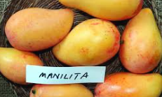 File:Manilita Mango.png