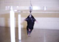 File:Mice tail suspension test (TST).jpg