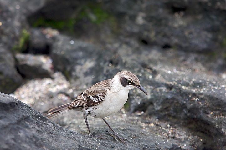 File:Mimus parvulus -Santiago, Galapagos, Ecuador-8.jpg