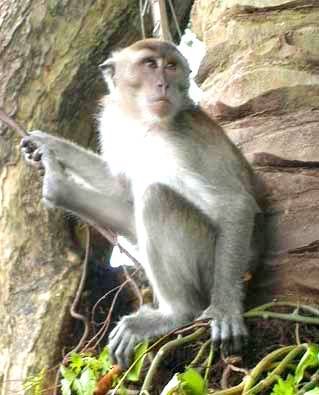 File:Monkey in Kuala Lumpur.jpg